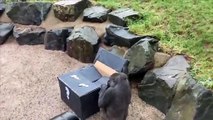 Belfast Zoo Gorilla reveal