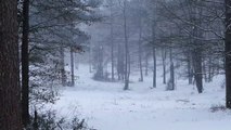Kar Yağışı, Doğa Manzarası ve Dinlendirici Meditasyon