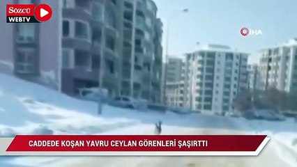 Caddede koşan yavru ceylan görenleri şaşırttı