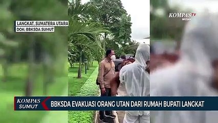 Orang Utan yang Berada di Rumah Bupati Langkat Dievakuasi Petugas BBKSDA Sumut