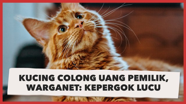 Gemas! Kucing Colong Uang Pemilik, Warganet: Kepergok Pura-pura Lucu