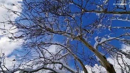 شاهد: صور جوية خلابة لأرز الباروك في لبنان مكللاً بالثلوج