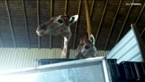 Polícia investiga morte de três girafas e detém dois homens no Rio de Janeiro