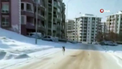 Niğde'de caddede koşan yavru ceylan görüntülendi