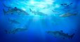Hawaï devient le premier État américain à interdire la pêche aux requins