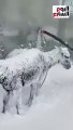 لحقوهم فى آخر لحظة إنقاذ حيوانات متجمدة بسبب العاصفة الثلجية بتركيا
