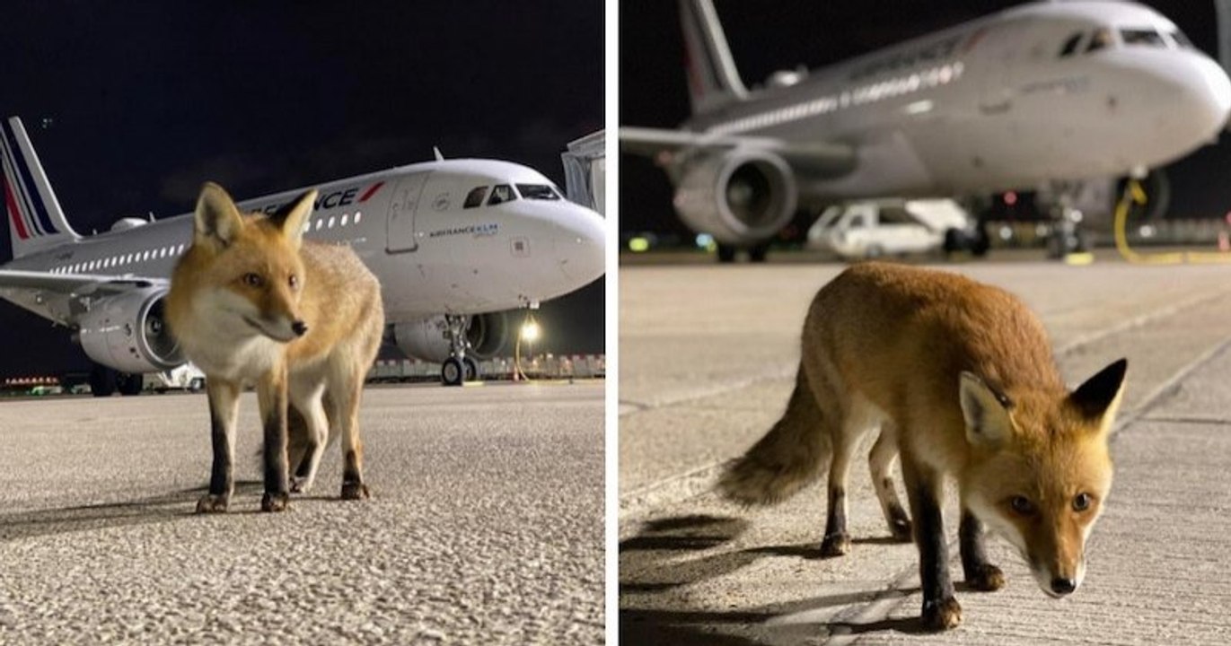 Un renard sauvage repéré sur les pistes d'Orly met l'accent sur la biodiversité insoupçonnée dans les aéroports