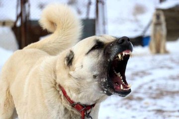 Uzmanı anlattı: "Kangallar kurtlardan bir adım önde"