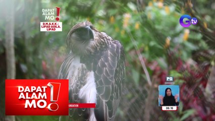 Dapat Alam Mo!: Pangangalaga sa Philippine Eagle, panoorin!