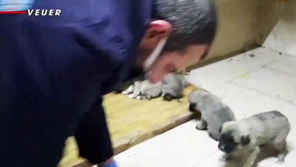 More Than 60 Puppies Rescued From the Freezing Streets of Eastern Turkey