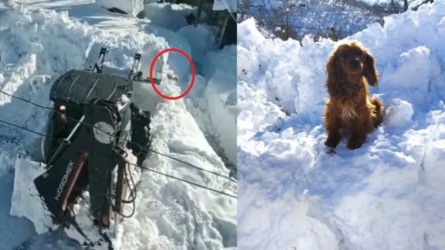 Yol açma çalışmasında iş makinesiyle alınan ‘Tarçın’ karlar arasından çıktı