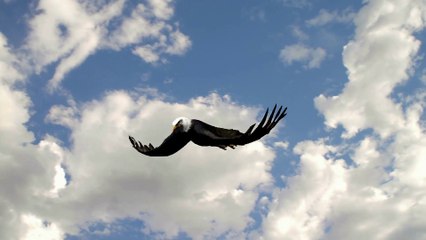 Sons e Nome de Animais | Águia