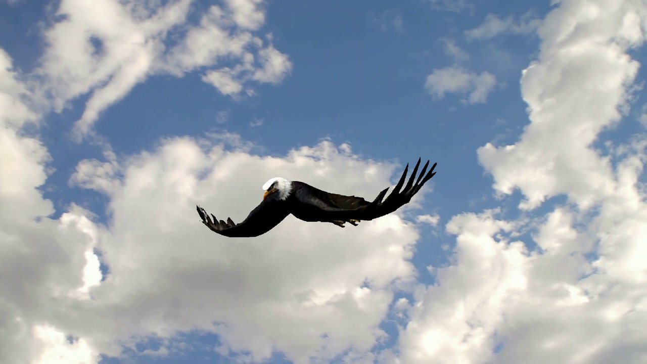 Sons e Nome de Animais | Águia