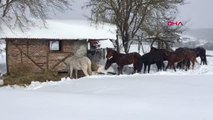 Yılkı atları için karla kaplı yaylaya yem bırakıldı