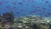 Mil millones más de dólares australianos para proteger la Gran Barrera de Coral