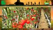 Madhya Pradesh के इस किसान (Farmer) ने अकेले ही बेच दिए 8 करोड़ (Rs 8 Crore) रूपये के टमाटर (Tomato), तारीफ करने किसान के घर पहुंचे खुद कृषि मंत्री  | Kisan Bulletin | Green TV