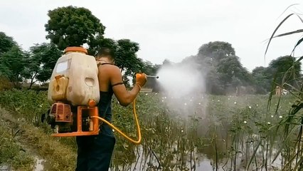 रसायनों के कारण सब्जियां भी जहरीली और यमुना भी