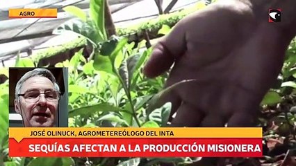 Sequías afectan a la producción misionera