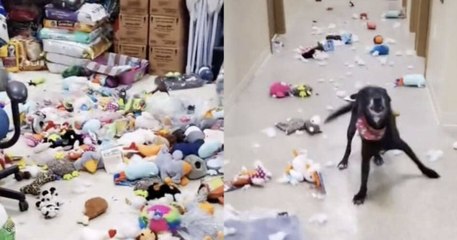 Après s'être échappé de sa niche, un chien de refuge s'offre une sacrée fiesta