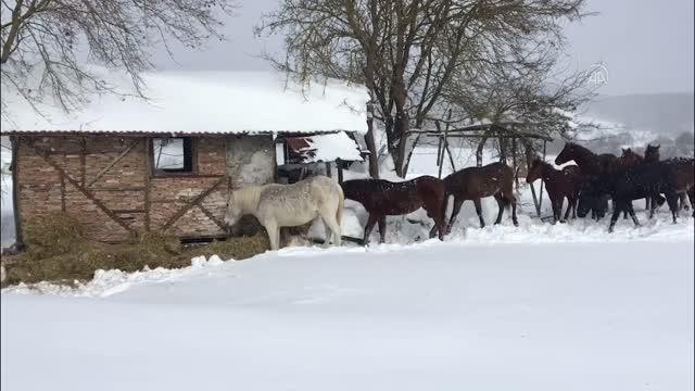 Sokak ve yaban hayvanları unutulmadı