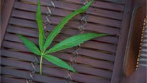 La Thaïlande retire le cannabis de sa liste des drogues