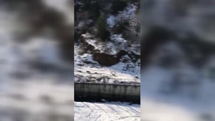 Kar yağışı sonrası domuz sürüsü merkeze indi