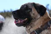 Kangal köpeği kış aylarını daha çok seviyor