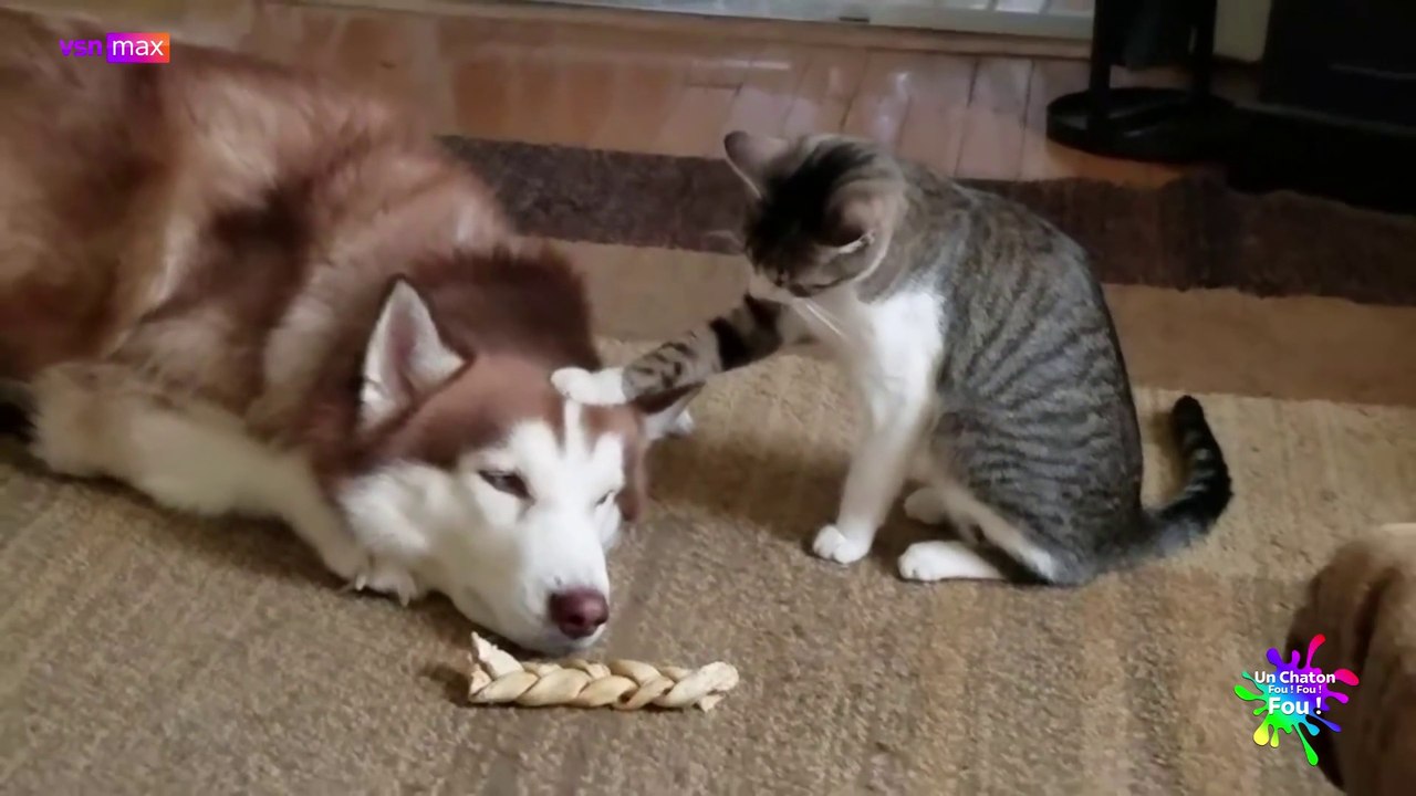 Un Chaton Fou ! Fou ! Fou ! 04