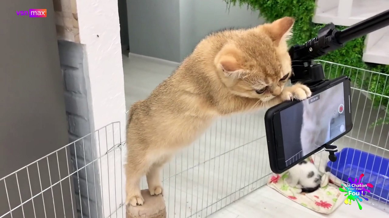 Un Chaton Fou ! Fou ! Fou ! 05