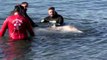 Jovem baleia ferida encalha em praia perto de Atenas