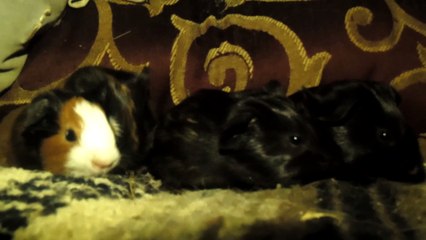 BABY CAVIA PORCELLUS CLOVER DAVID DAVID DAVID PIXIE 102_8023