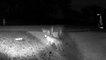 Moment incroyable filmé par une caméra de surveillance : famille de pumas