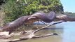 Des touristes découvrent un énorme anaconda qui bronze sur une branche
