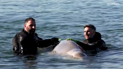 Grecia, salvata una balenottera ferita