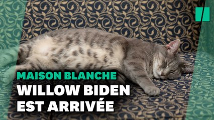 Les Biden présentent leur nouvel animal de compagnie, une chatte prénommée Willow