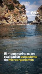 ¿Qué es el moco marino?