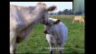 Cow | Cow Funny | Cow Dance And Song | Animals Song