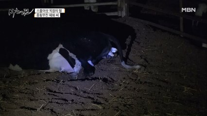 늦은 밤 축사를 살피던 딸의 다급한 외침! 새로운 생명의 탄생!?