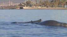 Una ballena herida encalla en una orilla de la costa del sur de Atenas