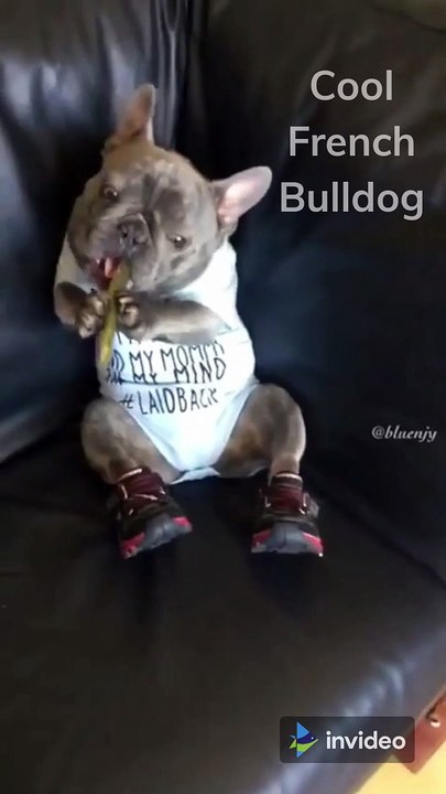 French Bulldog On Couch Wearing Tennis Shoes Noisily Eating Pickle | Hilarious French Bulldog
