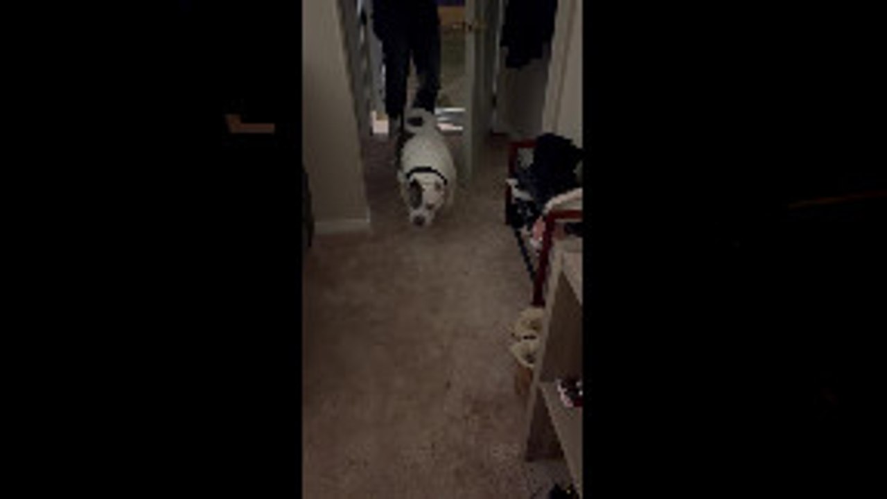 Dog Trips Going Down the Stairs