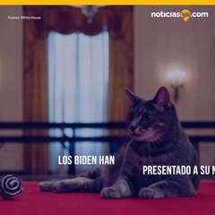 Los Biden dan a conocer un nuevo gato mascota que vive en la Casa Blanca.