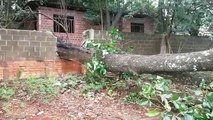 Árvore cai no Bairro São Cristóvão e deixa via completamente interditada