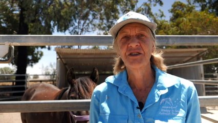 Volunteers working tirelessly to re-home wild horses due to be culled