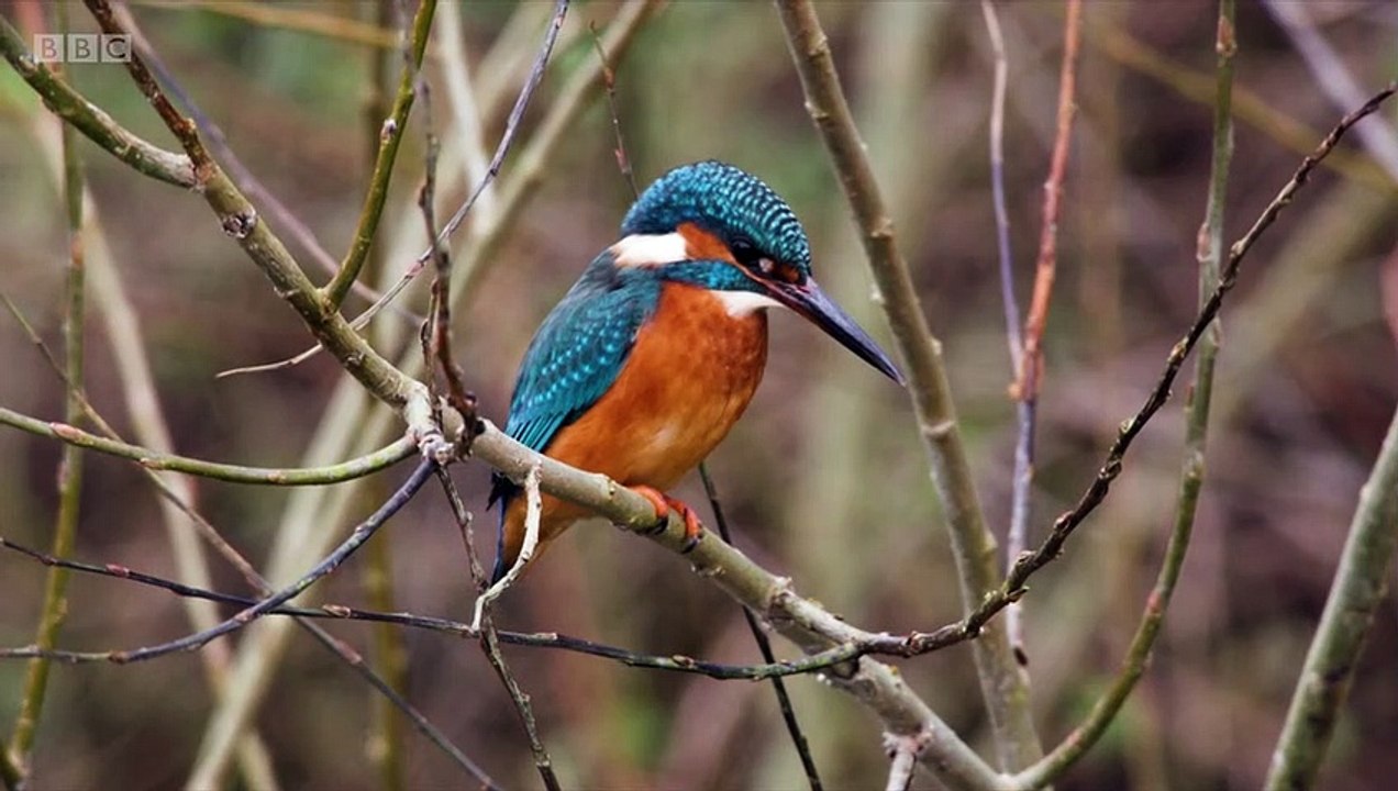 Winterwatch 2022 episode 8