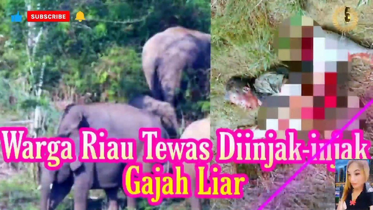 Diduga Diinjak Kawanan Gajah, Seorang Pria Ditemukan Tewas di Kebun Sawit Riau