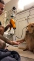 Pup Isn't Impressed With At-Home Spa Experience