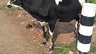 Cute cow || Cute cow video || Cow dance
