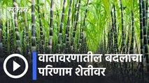 Pune News Updates l वातावरणातील बदलाचा परिणाम शेतीवर, उसाचा शेतकरी हैराण l Sakal
