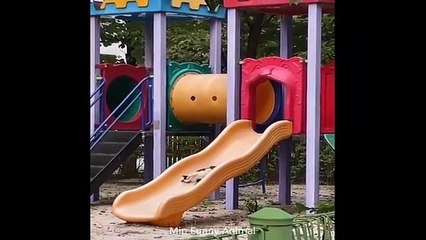 Funniest Animals | Funny Dog And Cat | Funny Animals Video